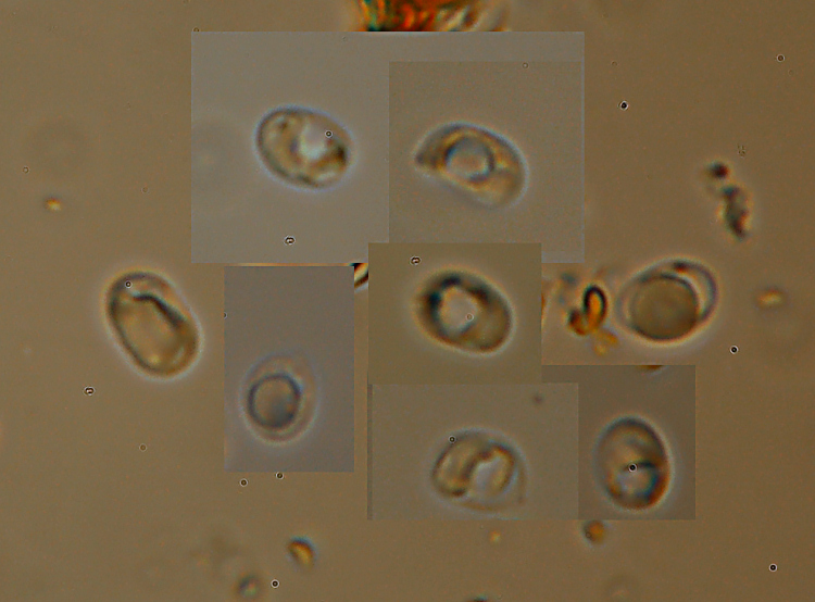 poliporacea da determinare (Phellinus torulosus)